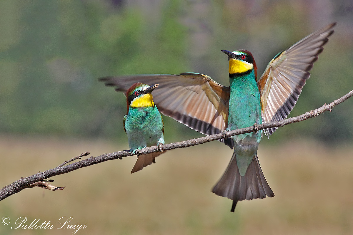 Bee-eater (Merops Bee-eater)