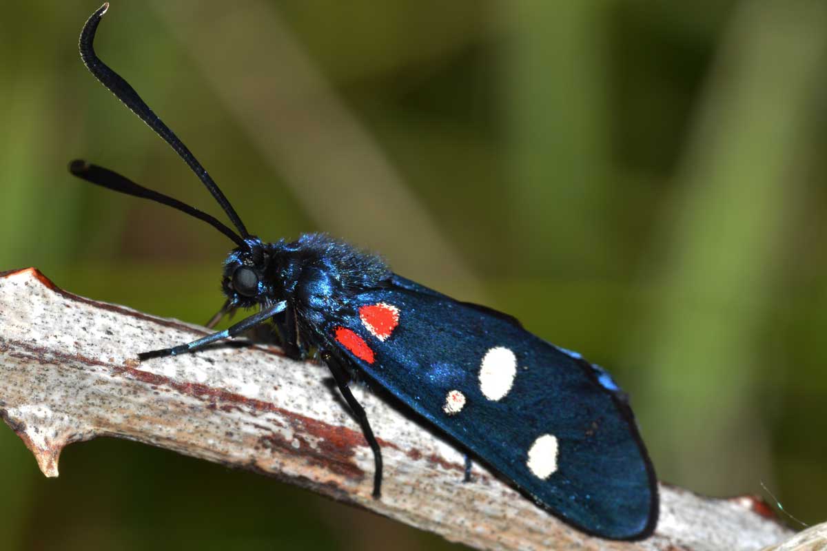 Zygaena