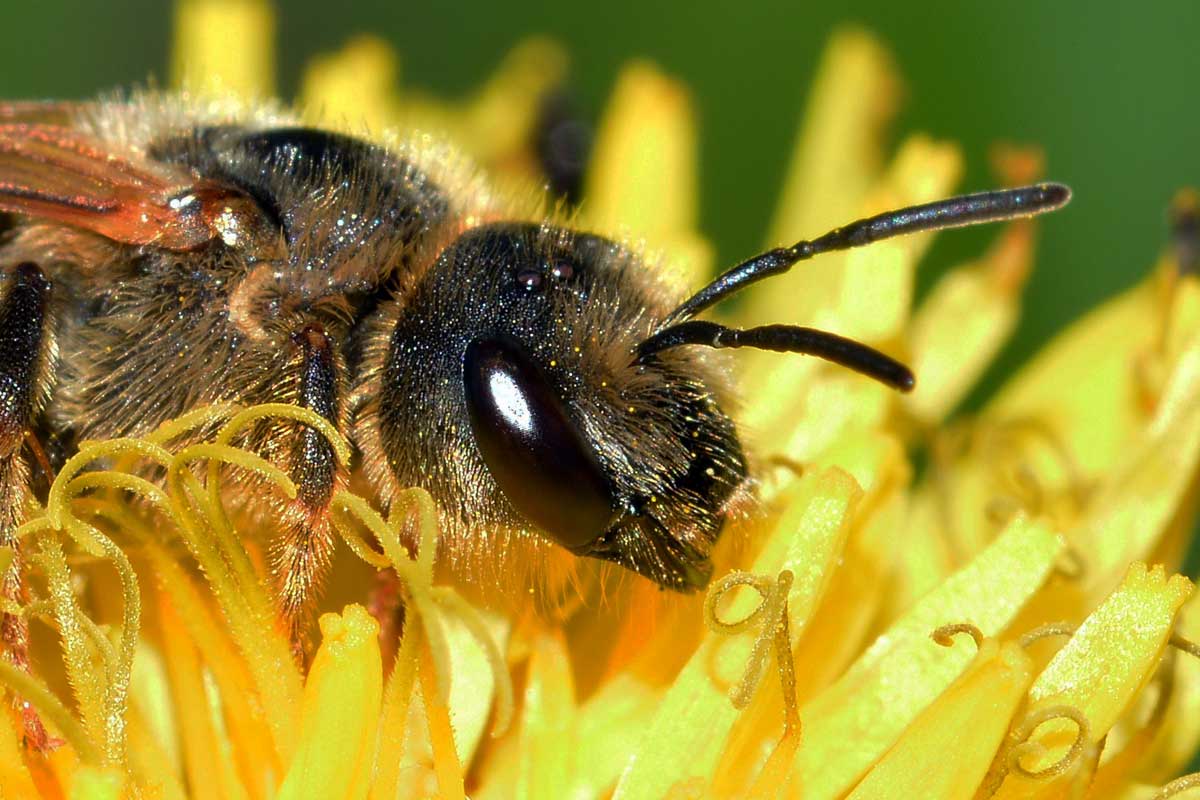 Halictus scabiosae