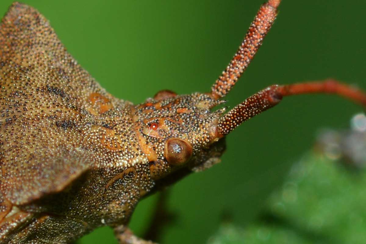 Coreus marginatus