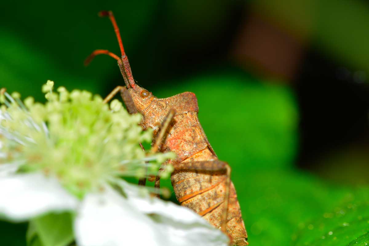 Coreus marginatus