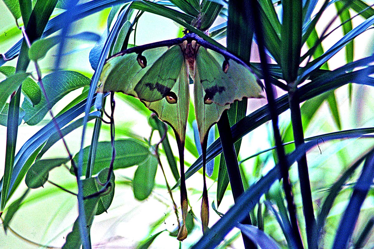 Falena Cometa da diapositiva 1979