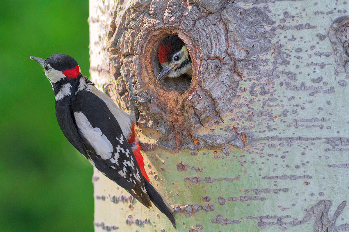 Woodpecker Red with 2 children