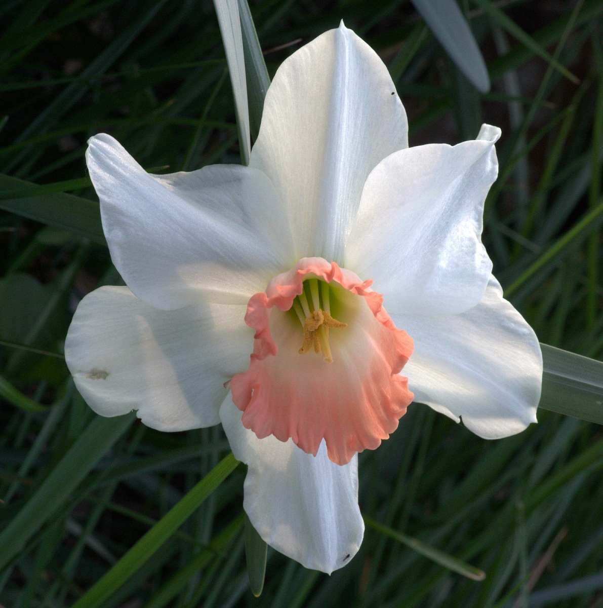 narcissus