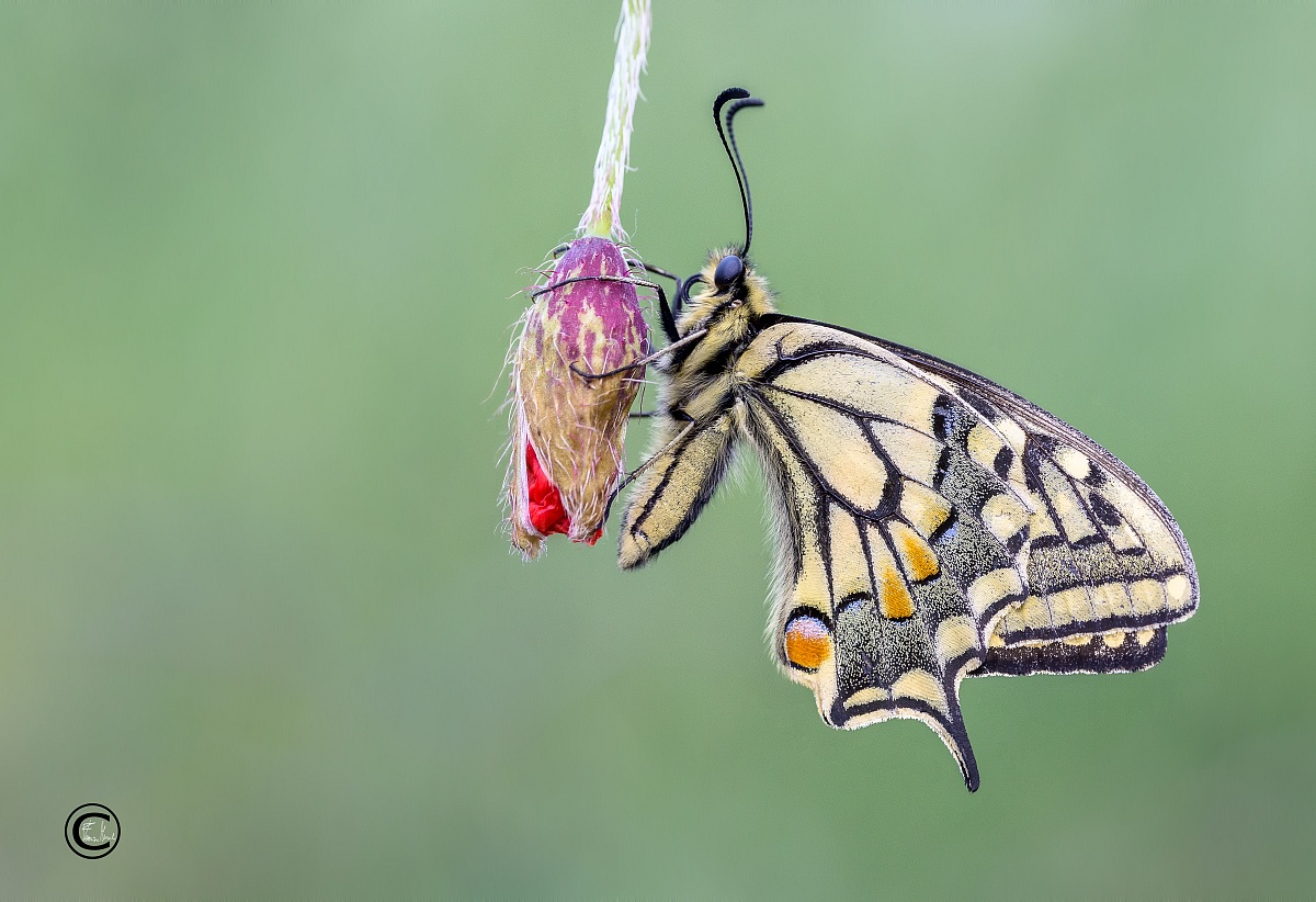 Papilio machaon