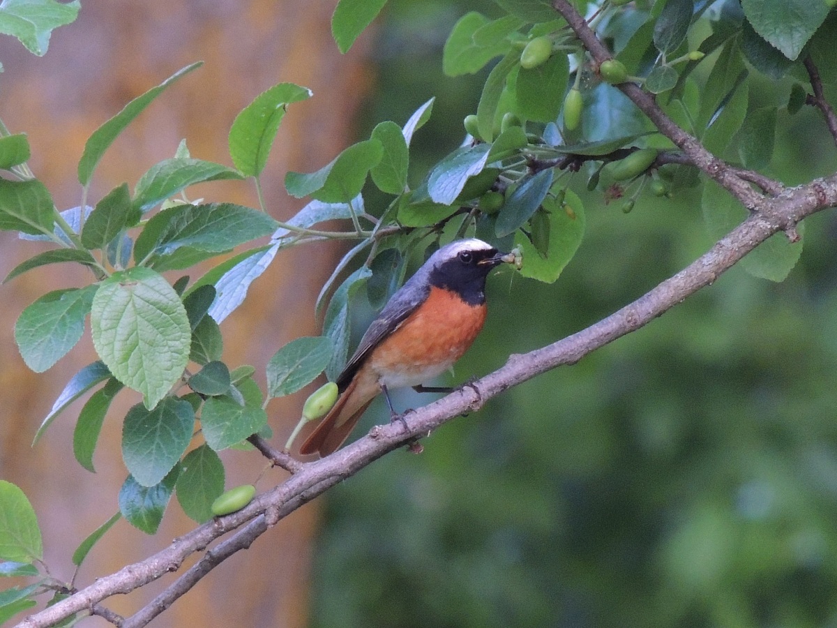 male redstart
