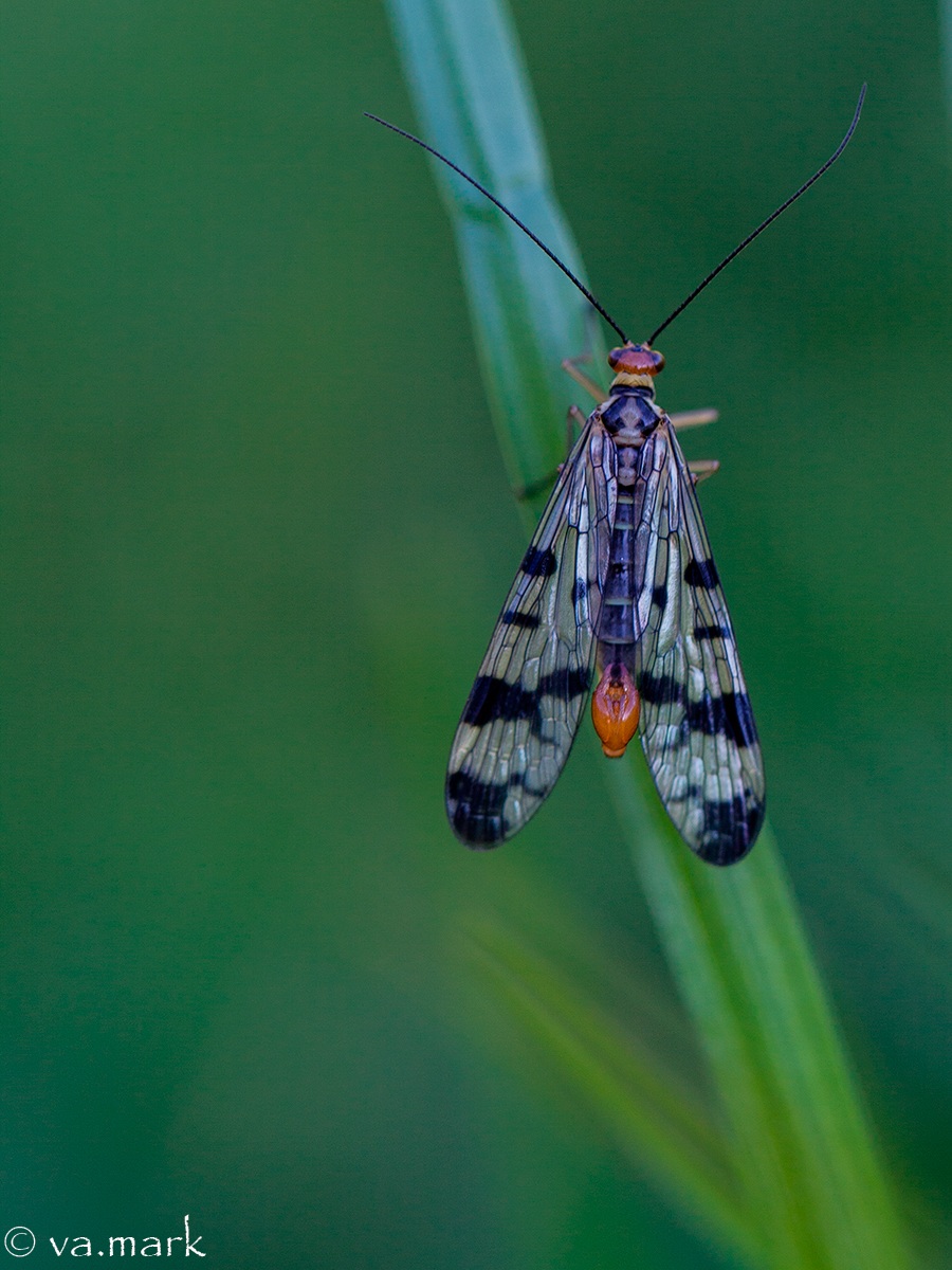 Mecoptera? Moscow scorpion