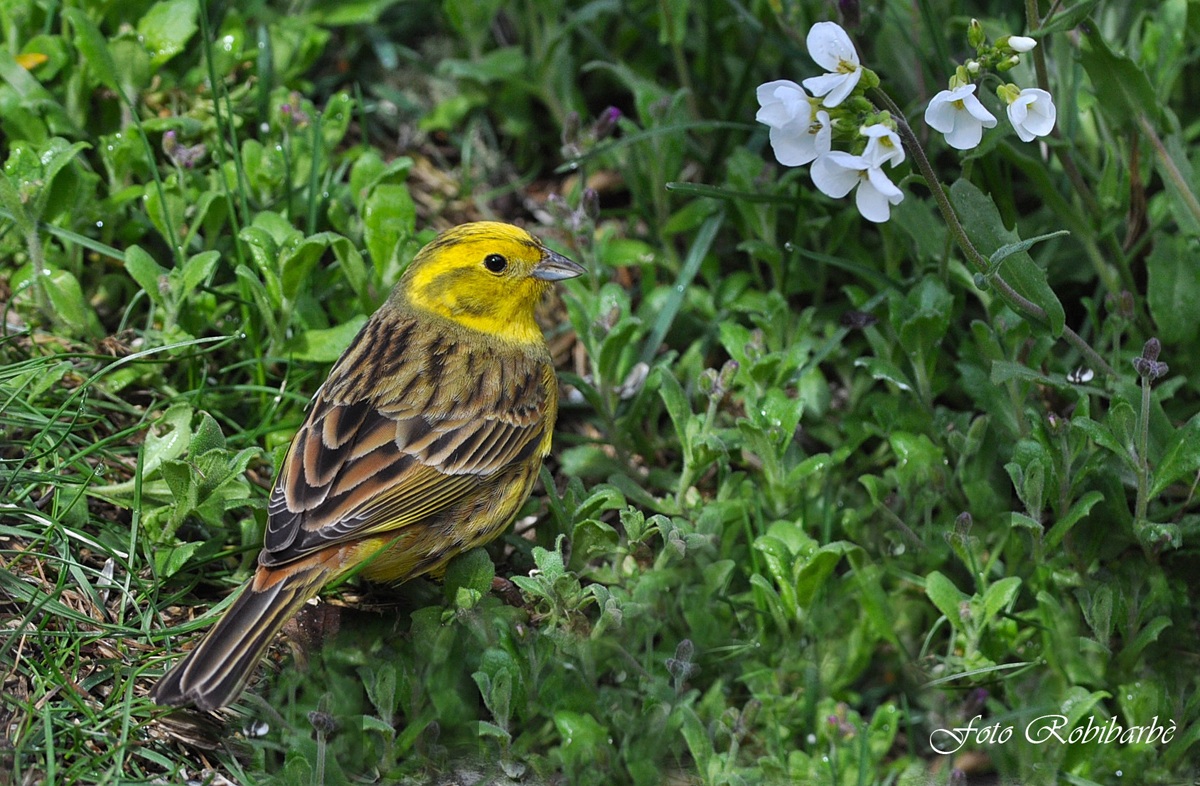 Zigolo giallo... primaverile....