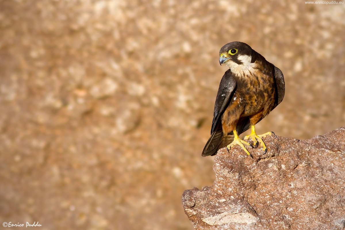 Godendo delle ultime luci del tramonto