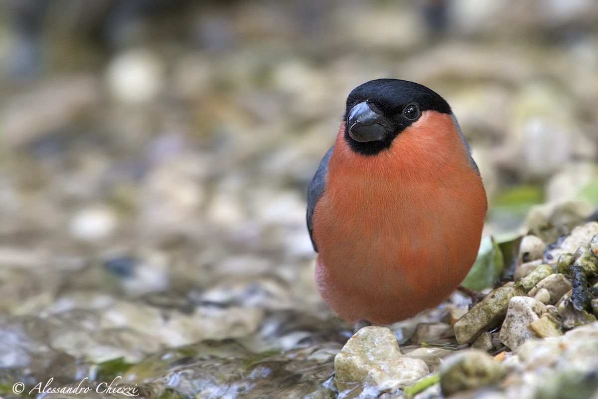 In the foreground ....