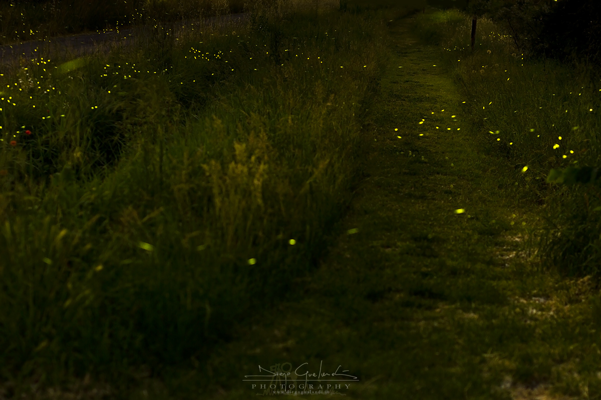 The Fate of the Forest