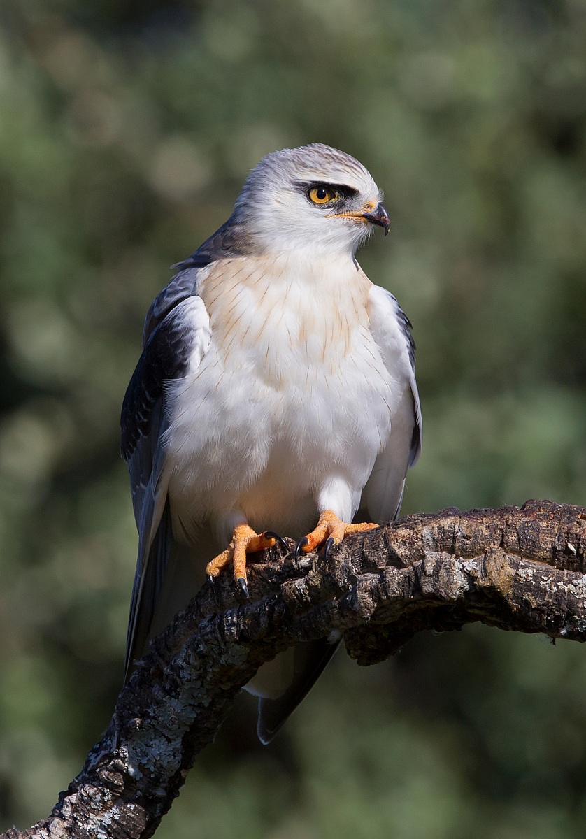 nibbio bianco (giovane)