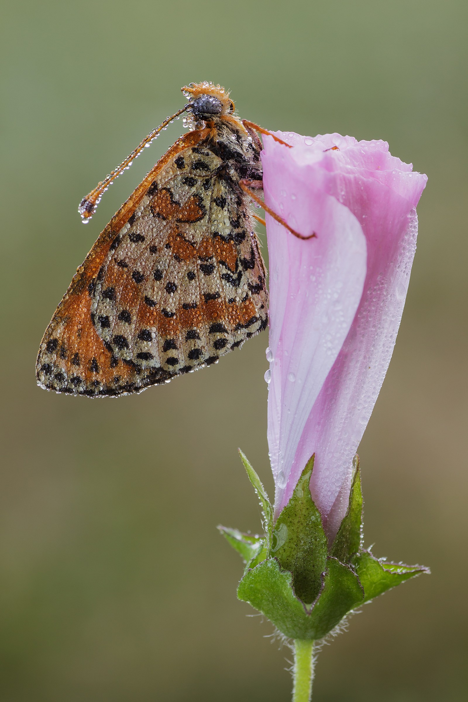 Melitaea