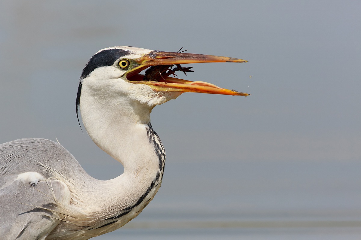 Airone in primo piano Fase 2
