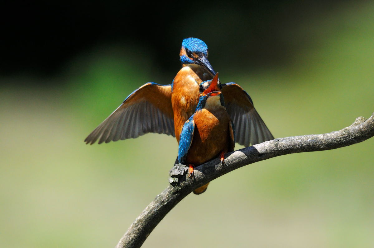 Intimacy violated two thirds