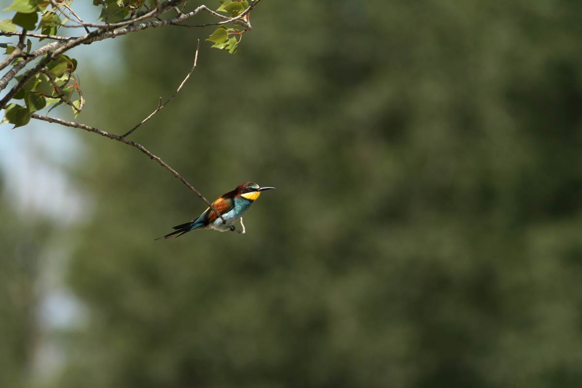 Bee-eater (Merops apiaster)