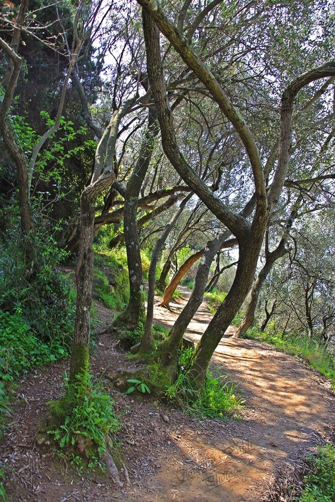 Way between the trees