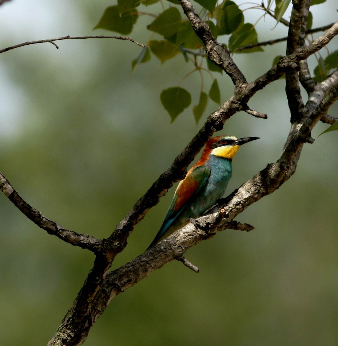 Bee-eater (Merops apiaster)