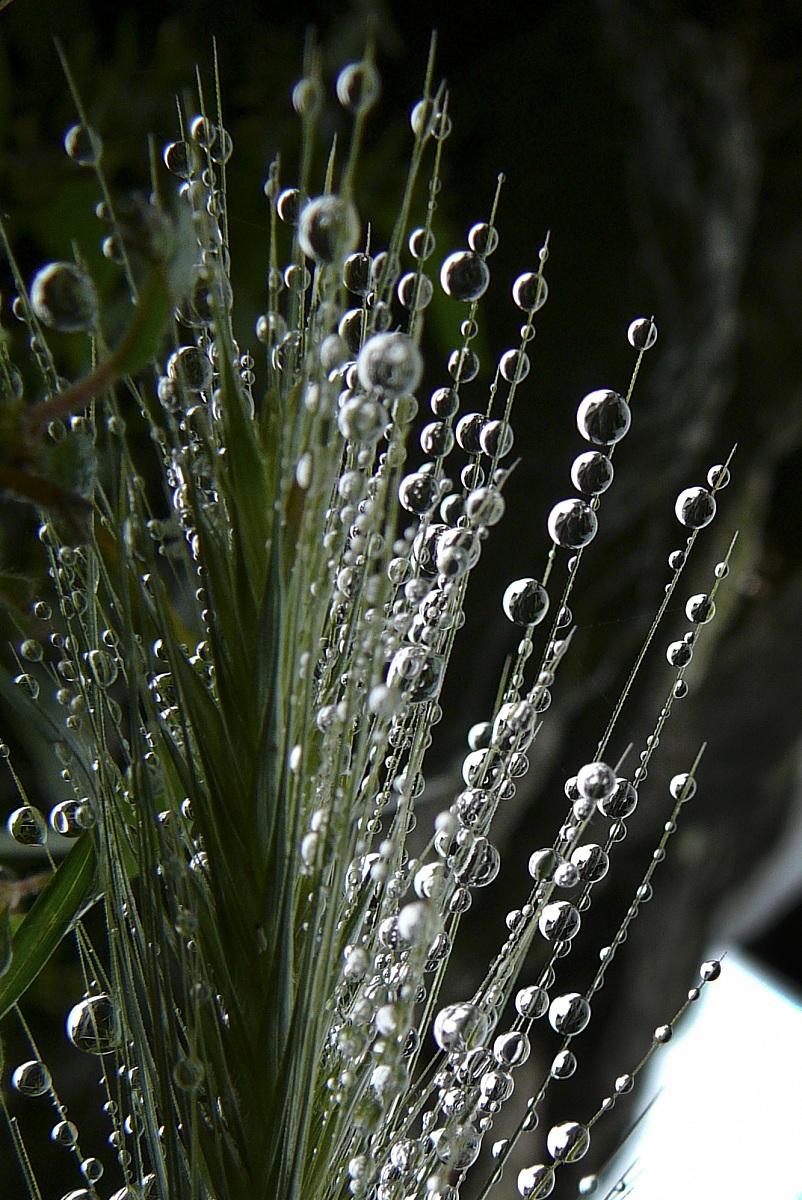 Effervescent natural