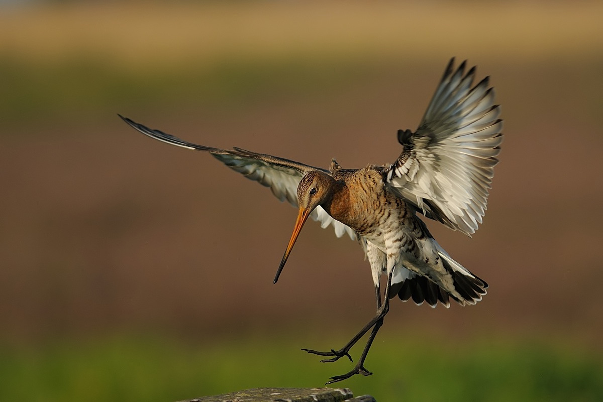 Black-tailed Godwit