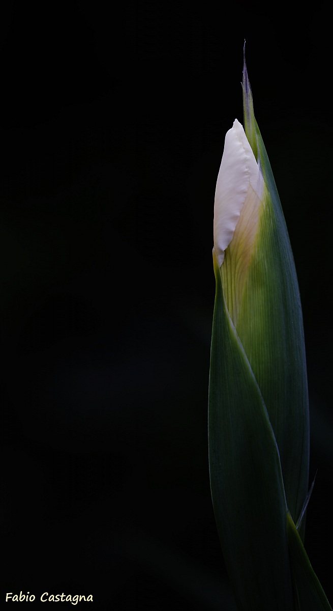 Gladiolus