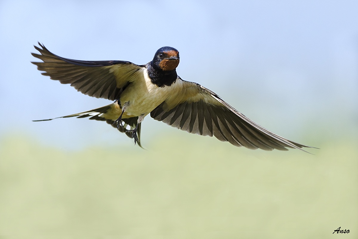 swallow