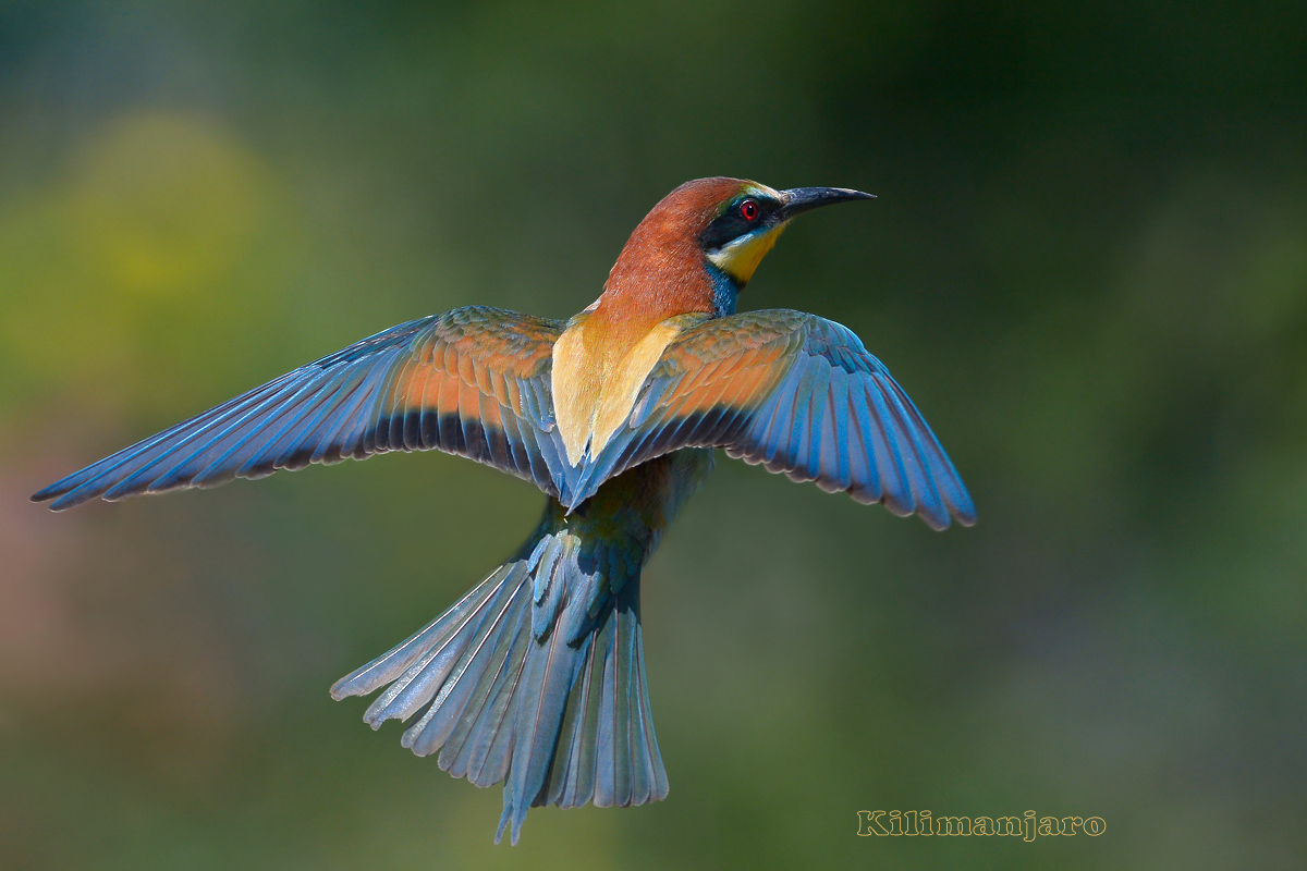 Bee-Eater in Flight