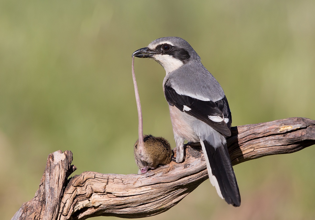 averla maggiore meridionale