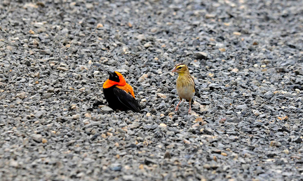 Heuplectes hordeaceus