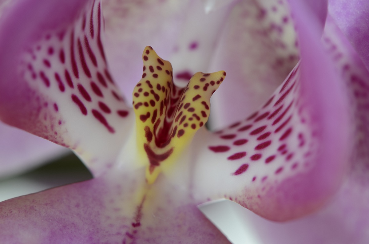 Orchidea2