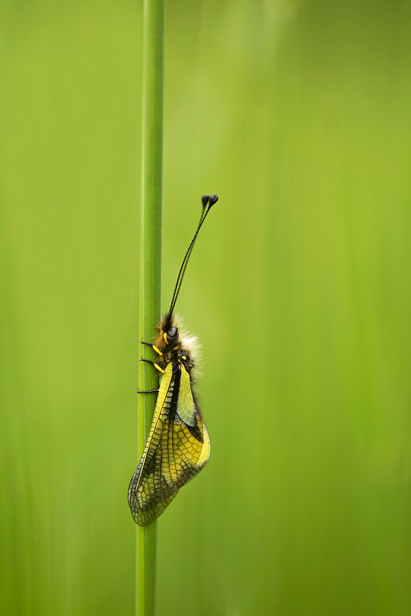 Libelloides coccajuz