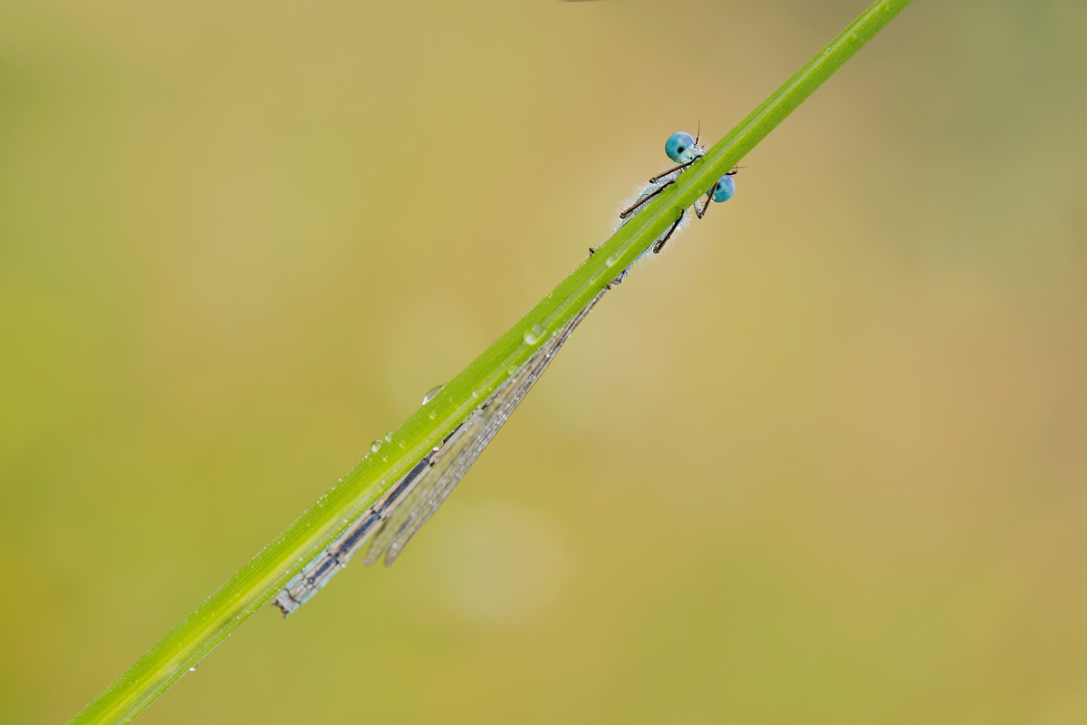 Enallagma cyathigerum