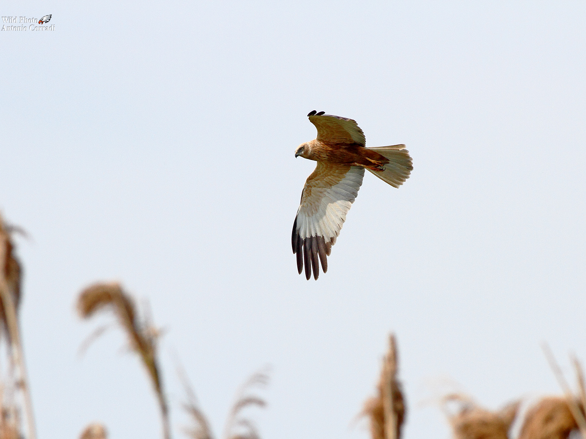 Falco i palude maschio