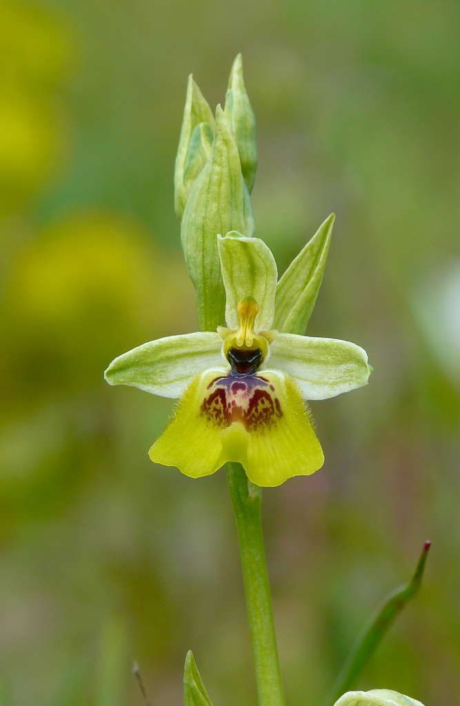 Ophrys lacaitae
