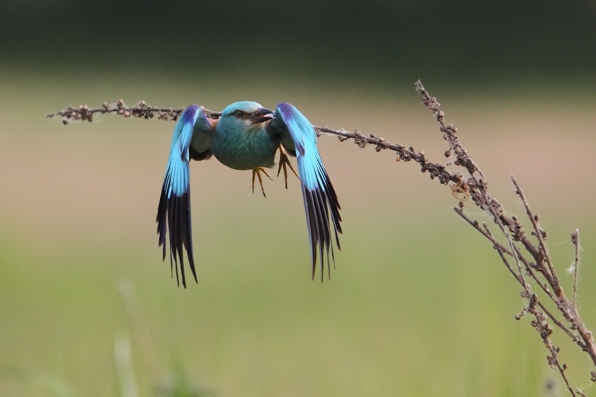 Ghiandaia Marina (Coracias Garrulus)