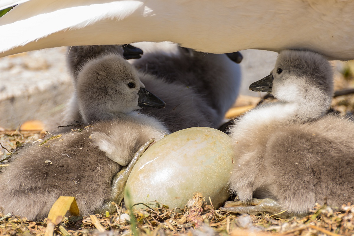 il brutto anatroccolo ... che diventera' cigno