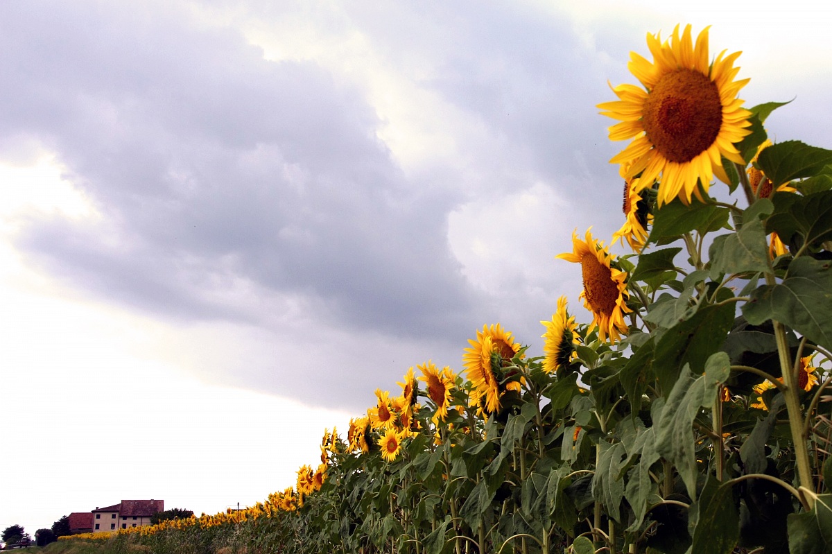 sunflowers