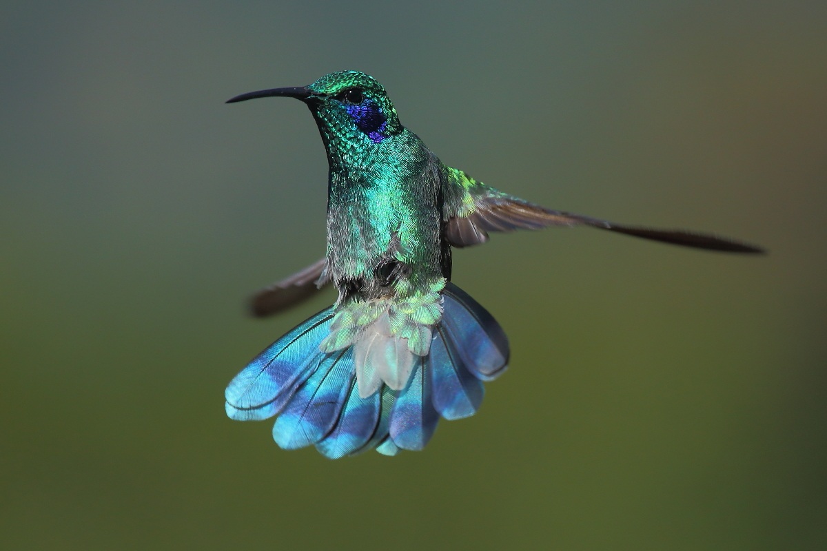 colibrì orecchie viola talassino