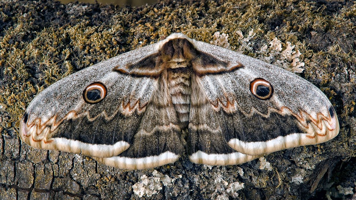Saturnia pyri