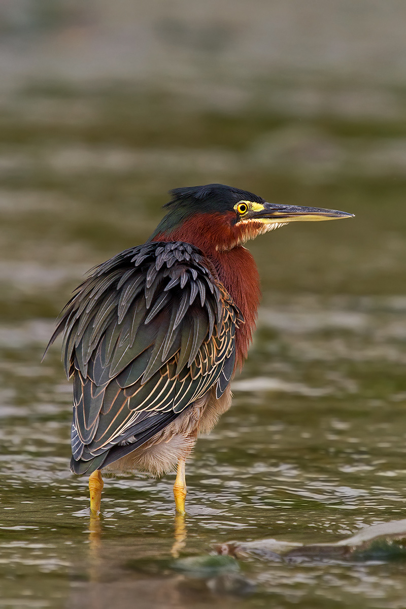 Green Heron