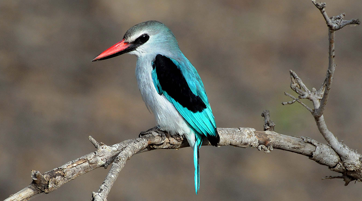 Halcion senegalensis