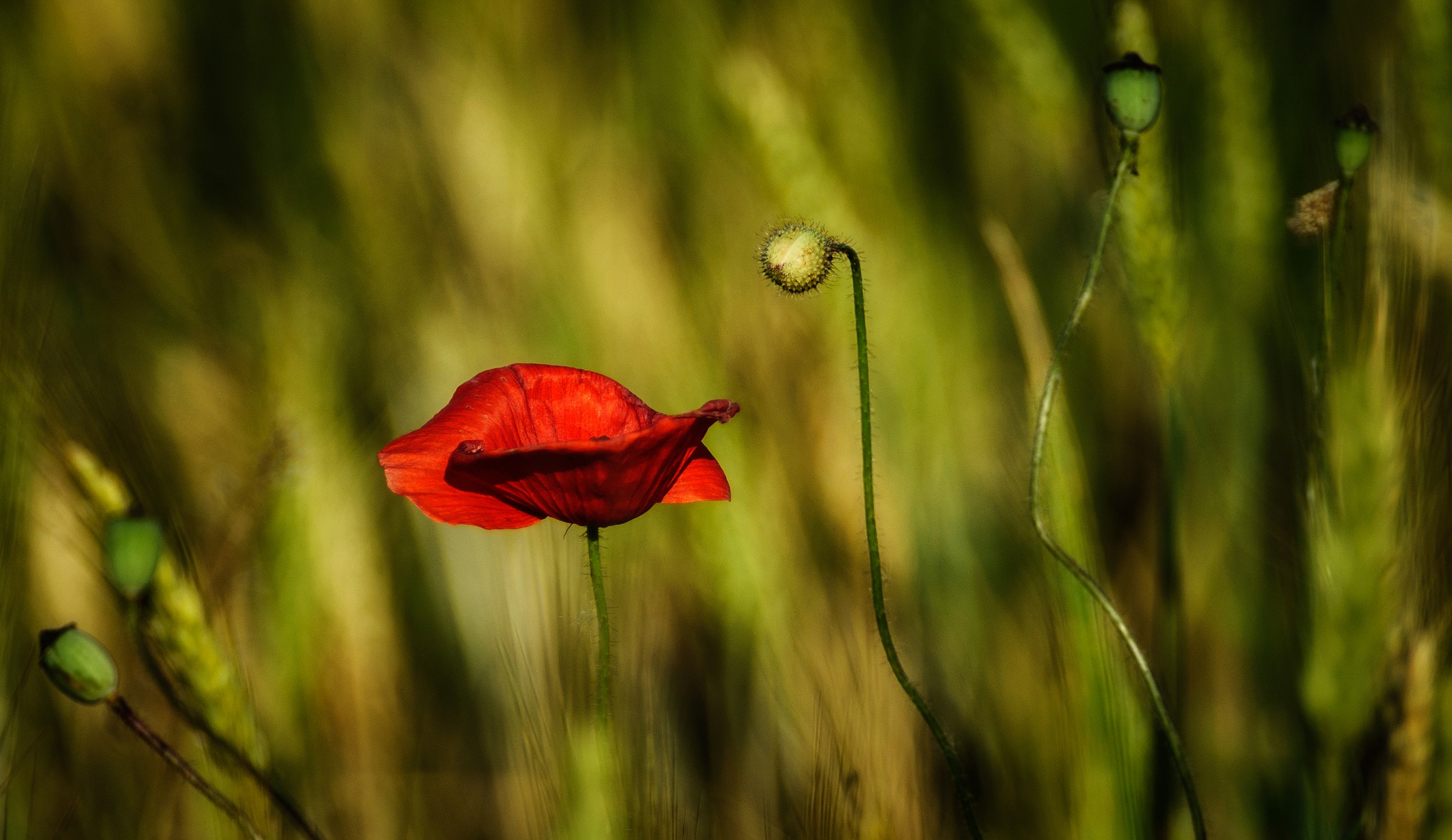 The life of a poppy ...!