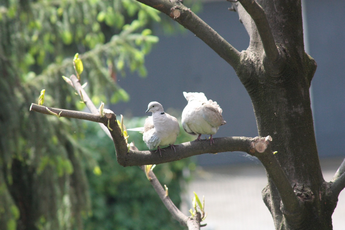 turtledoves