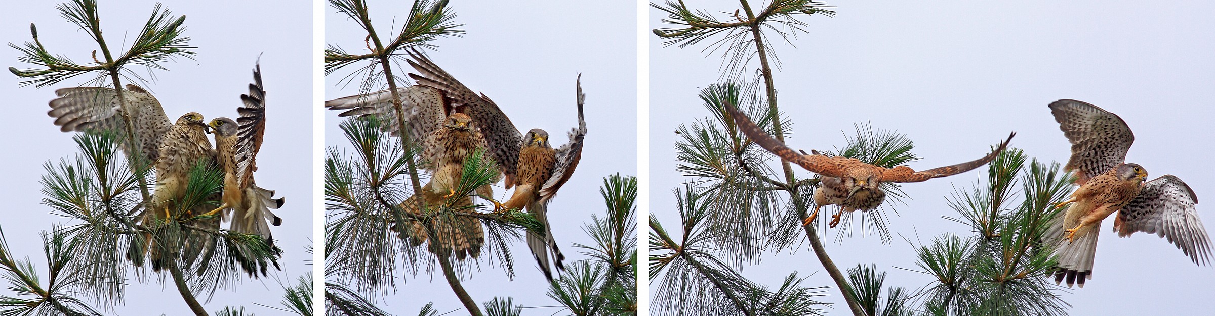 Still lizard at breakfast - The sequence