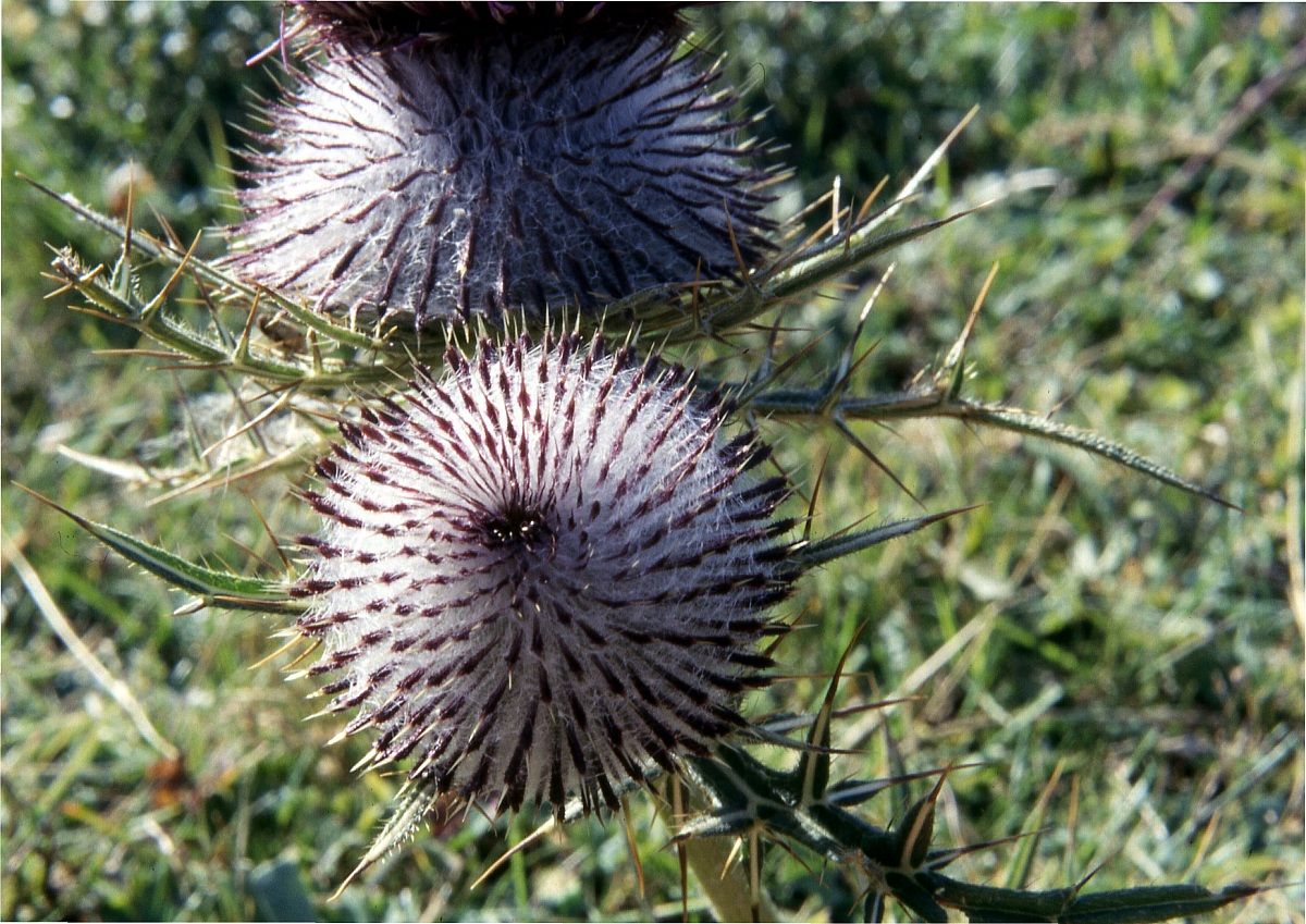 Thistle