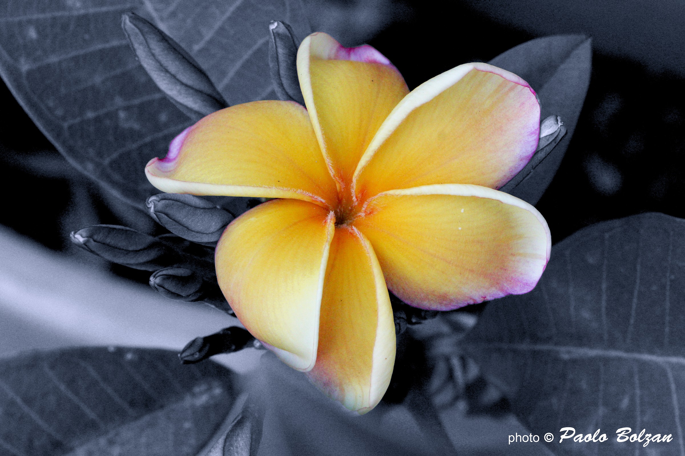 Plumeria