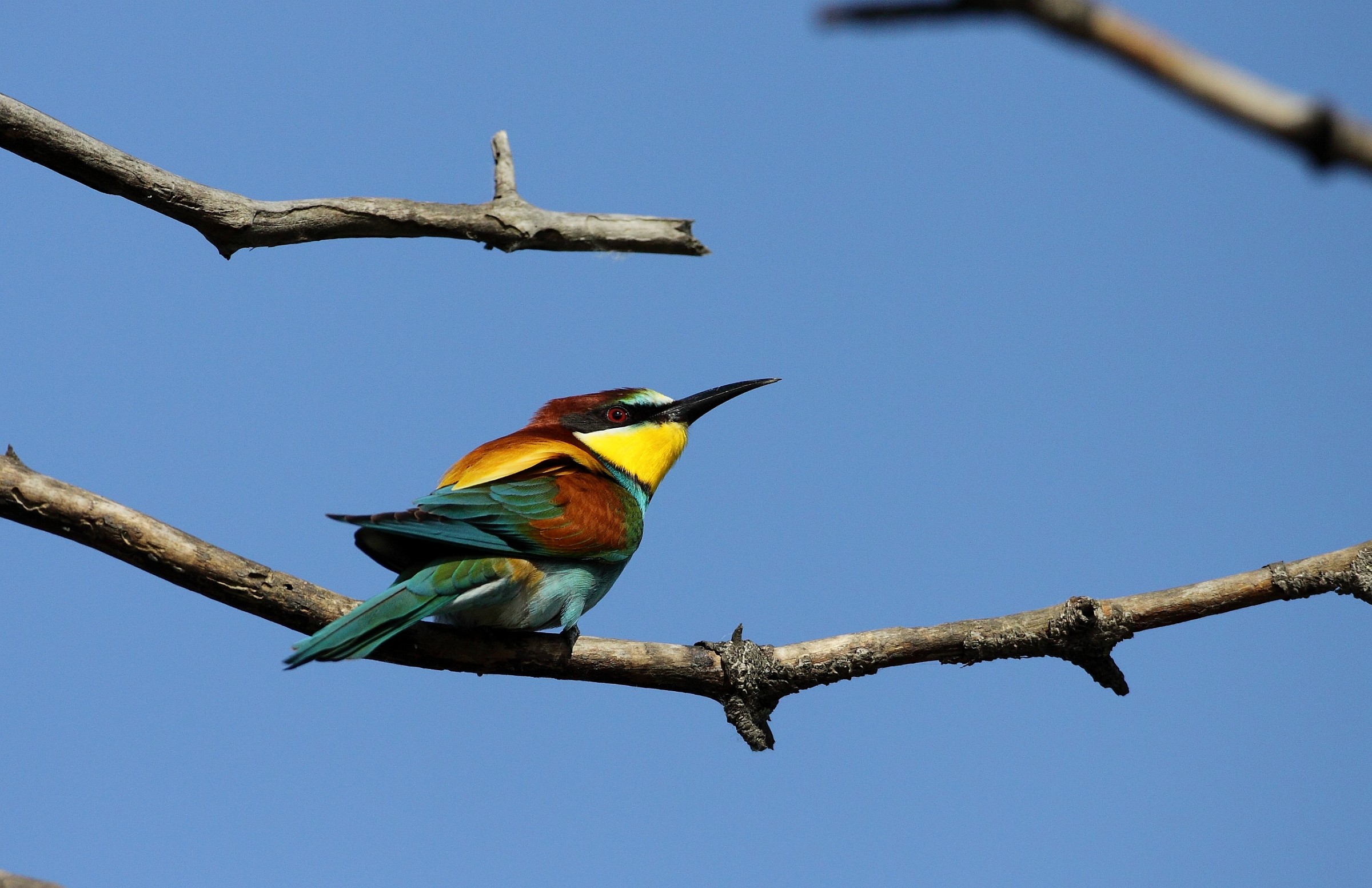 male bee-eater