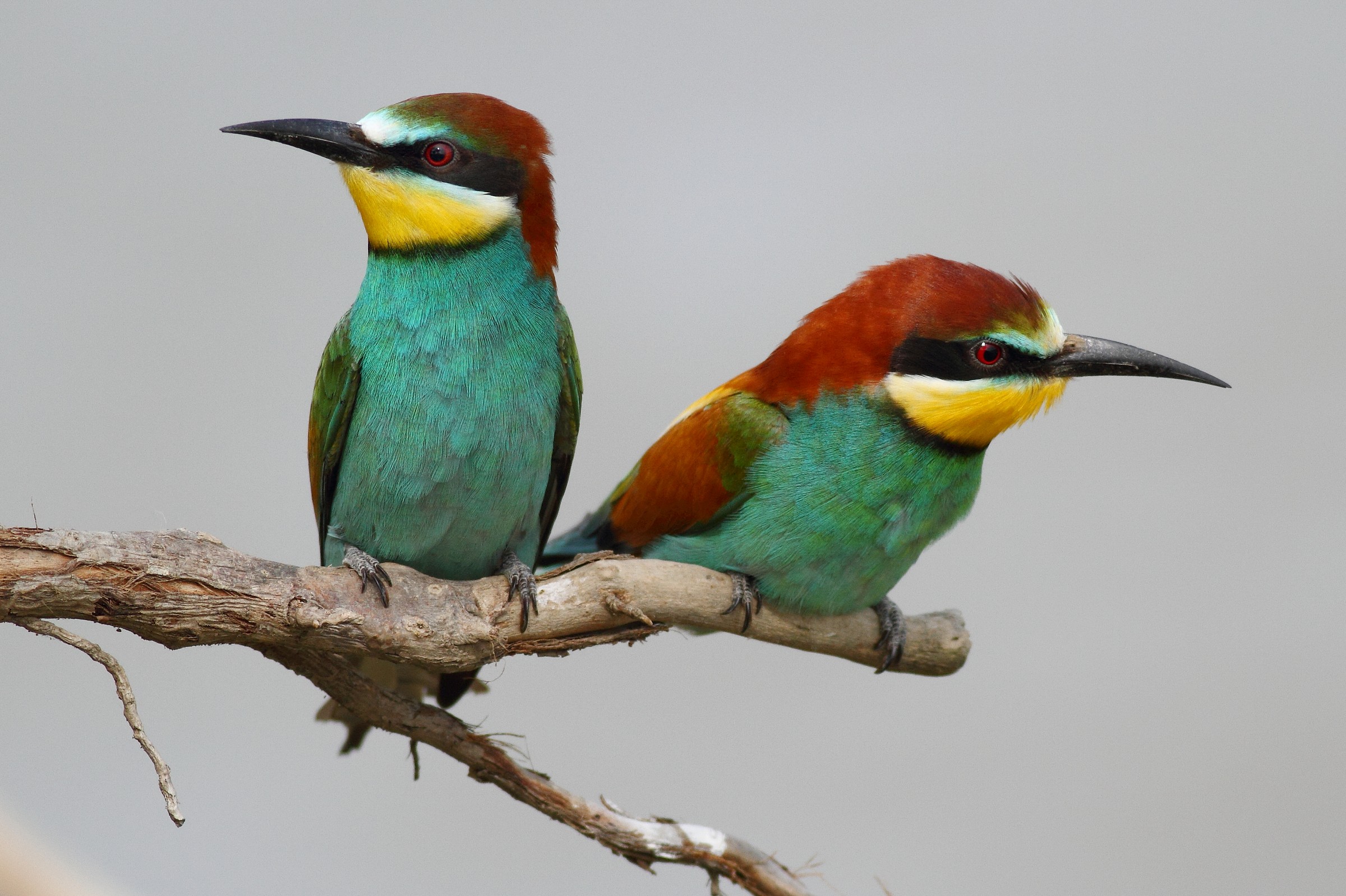 Bee-Eaters (Merops apiaster)