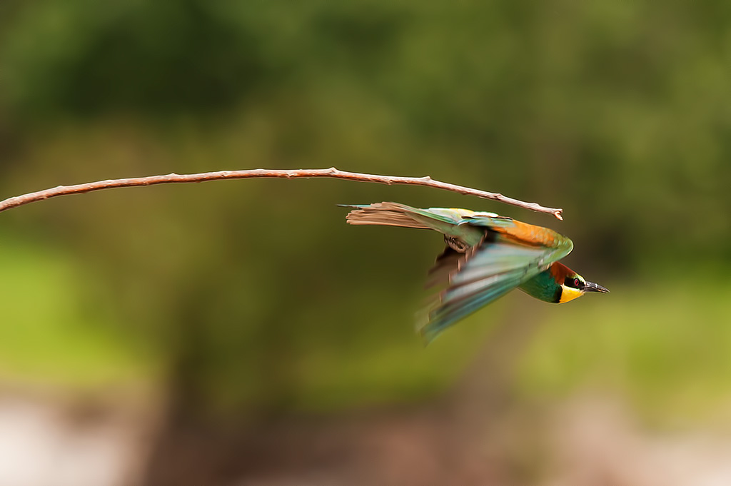 Tuffo dal trampolino