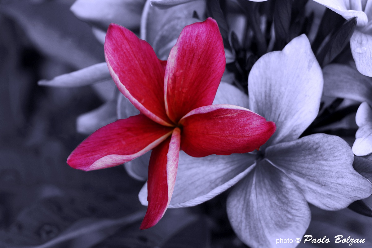 Plumeria2